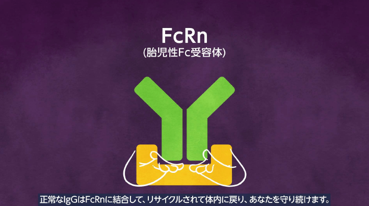 胎児性Fc受容体（FcRn）