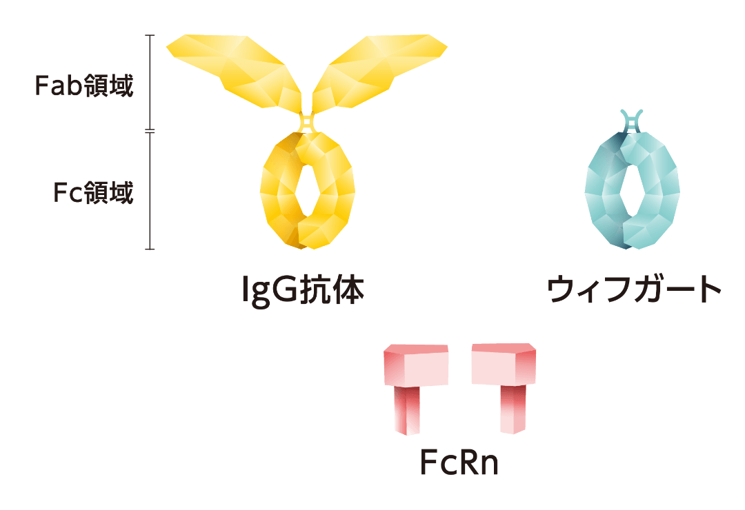 ウィフガートは、ヒトのIgGのFc部分に似た形で、IgGよりもFcRnに結合しやすくデザインされています。