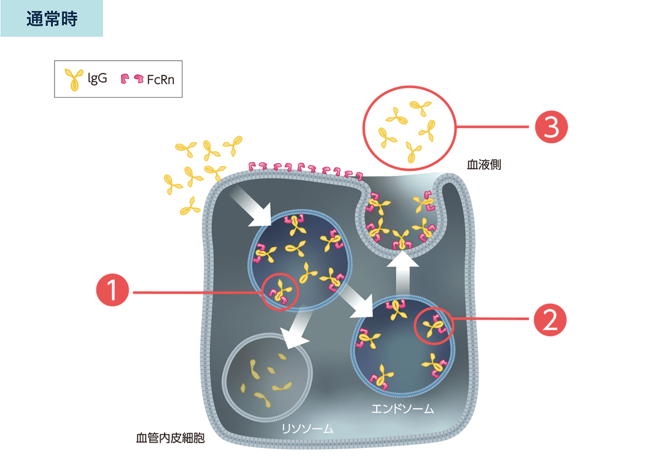 通常、FcRnはIgGをリサイクリングし、IgGの血中濃度を保っています