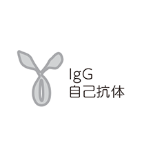 IgG自己抗体とは？