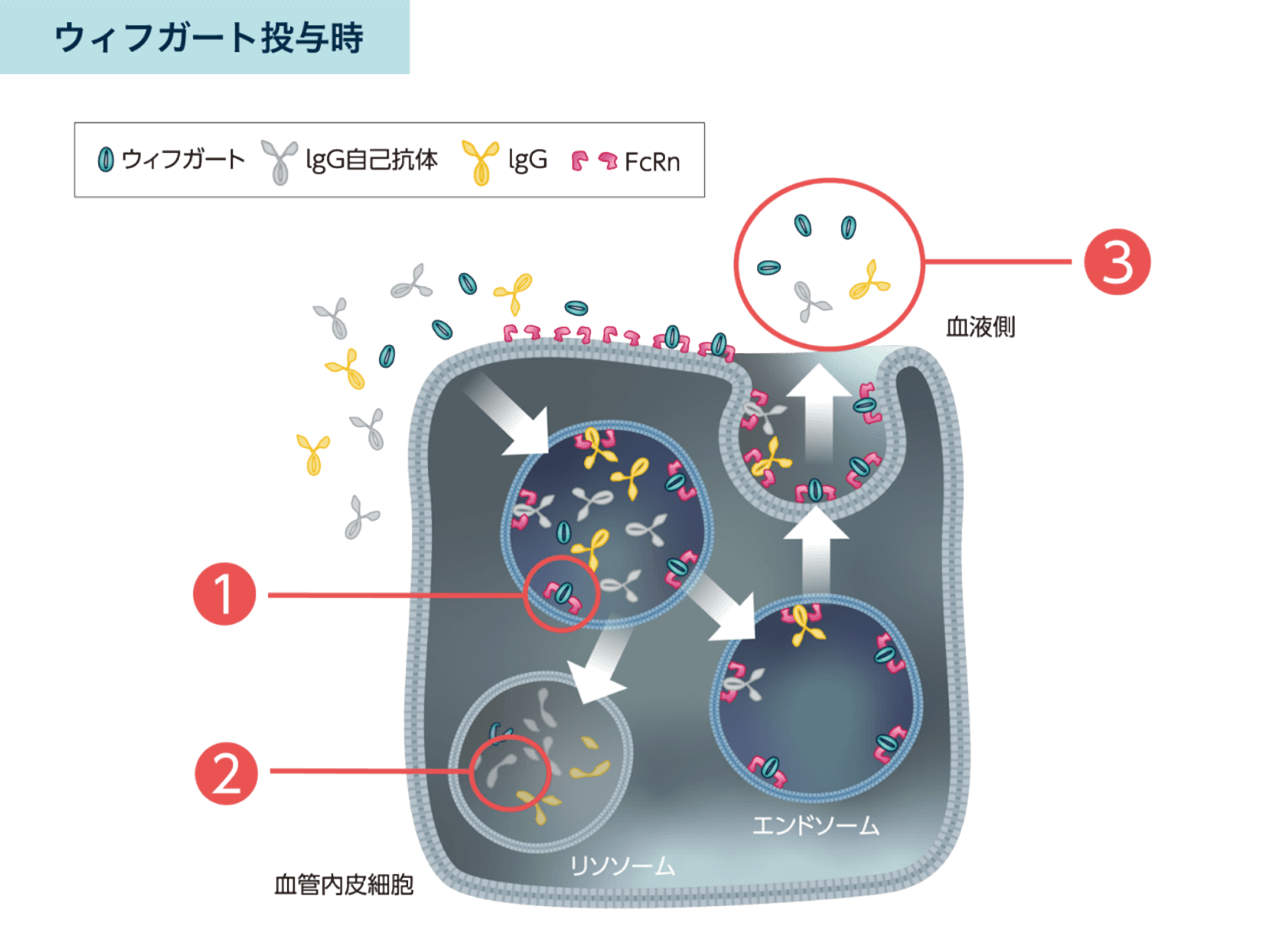 ウィフガートは、IgG自己抗体を含むIgGがFcRnに結合するのを防ぎ、分解を促進し、その血中濃度を下げます