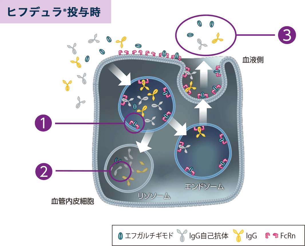 ヒフデュラは、IgG自己抗体を含むIgGがFcRnに結合するのを防ぎ、分解を促進し、その血中濃度を下げます