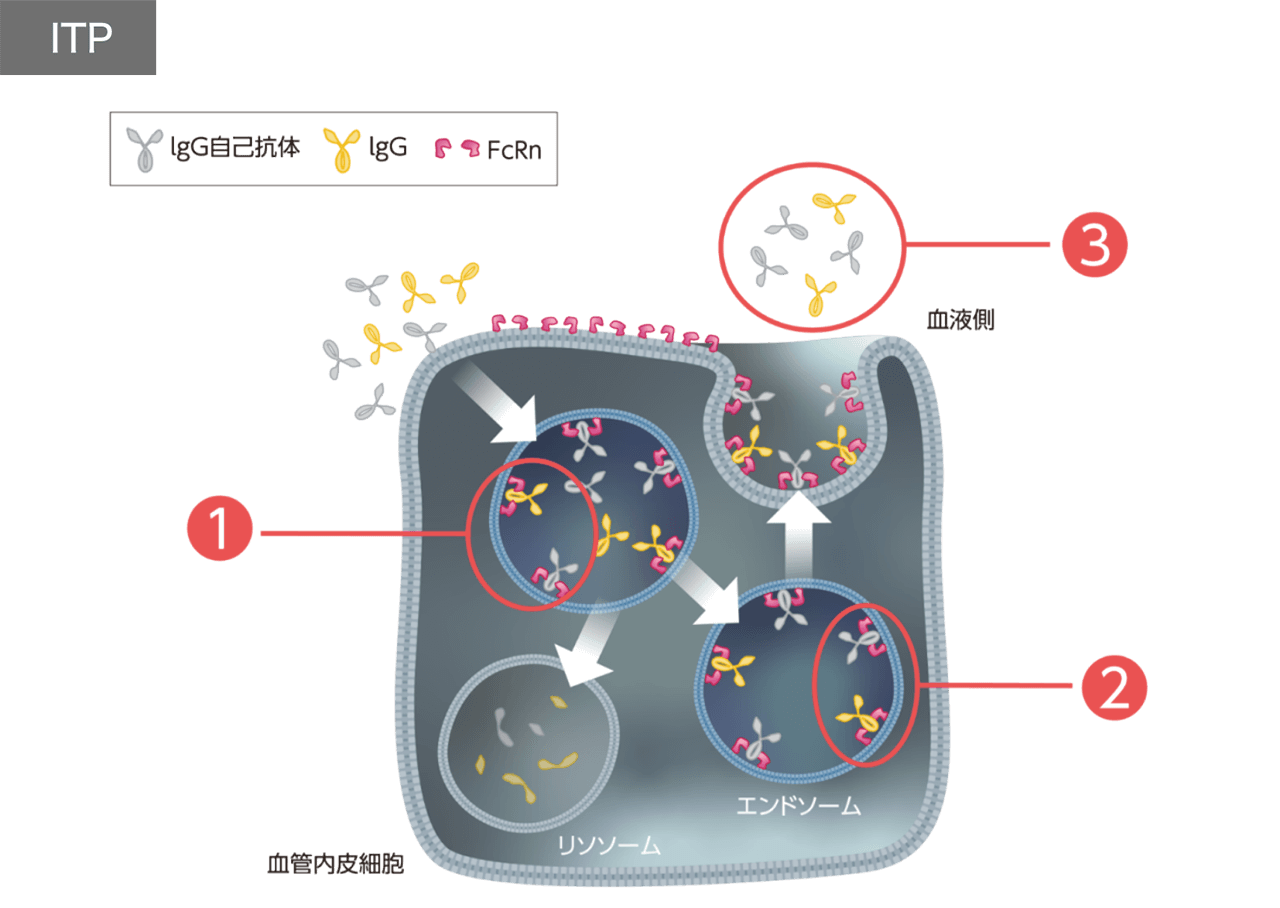 ITP患者さんではFcRnはIgG自己抗体を含むIgGをリサイクリングし、その血中濃度を保っています