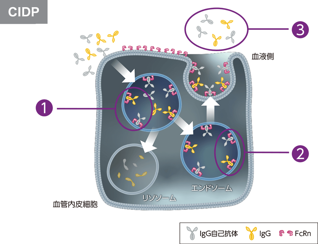 CIDP患者さんではFcRnはIgG自己抗体を含むIgGをリサイクリングし、その血中濃度を保っています