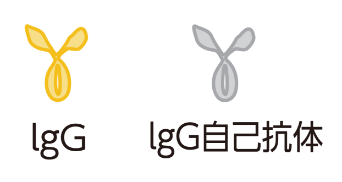 IgGとIgG自己抗体の違いは？